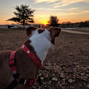 Meet your Posher, Richard